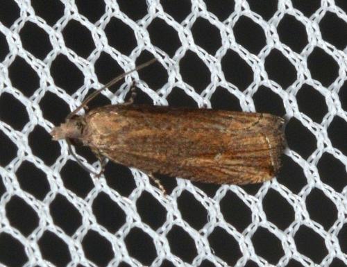 Bactra venosana